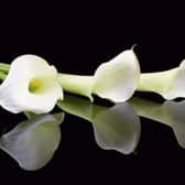 Deaths in Tipperary - Friday, December 21, 2018
