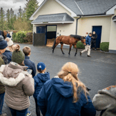 St Mark's Basilica on parade at Coolmore Stud at the 2025 ITM Stallion Trail. Picture: Alex Cairns