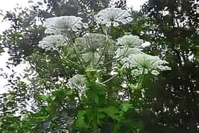 Giant Hogweed