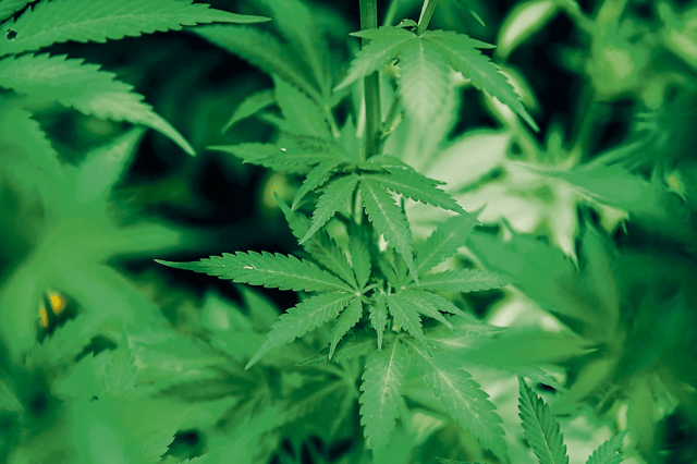 Gardai seized 35 cannabis plants at various stages of growth with a total value of €137,906 at a former Chinese restaurant closed for a number of years I FILE PICTURE