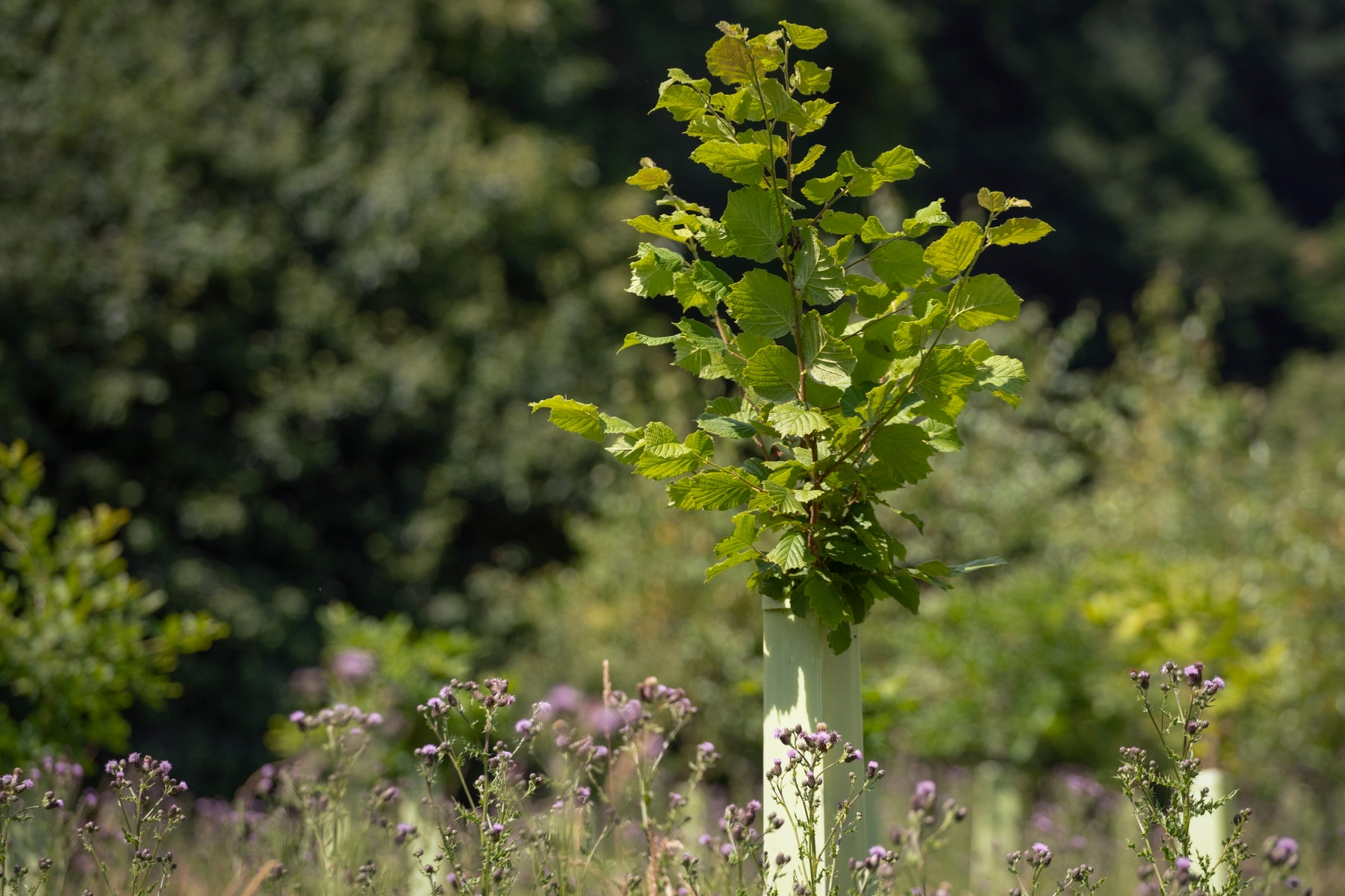 Over 2,500 trees will be planted in one Tipperary town