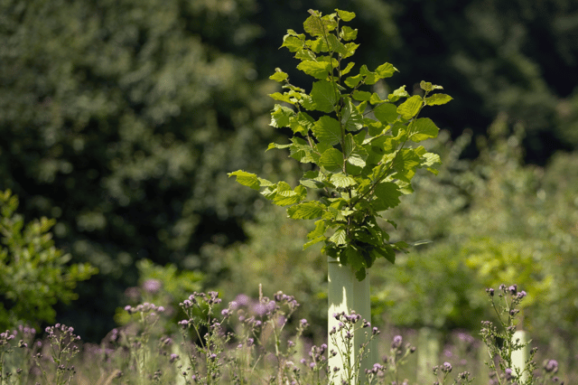 Over 2,500 trees will be planted in one Tipperary town