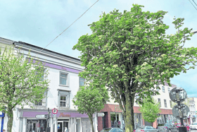 The existing trees in Clonmel town centre will be removed and replaced with semi-mature trees