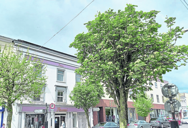 The existing trees in Clonmel town centre will be removed and replaced with semi-mature trees
