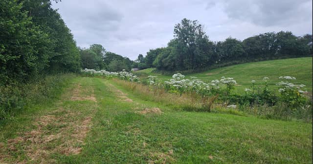 Meeting to discuss giant hogweed infestatio will be held inCappawhite on Thursday October 24