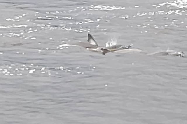 Dolphins are more likely to be spotted as the River Shannon meets the Atlantic Ocean in West Limerick and North Kerry.
