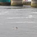 There was a sighting of some dolphins in Limerick city centre this Thursday