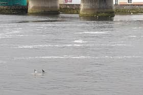 There was a sighting of some dolphins in Limerick city centre this Thursday