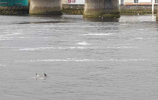 There was a sighting of some dolphins in Limerick city centre this Thursday