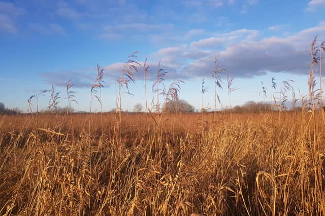 Well-known Irish writer to host mindfulness and nature-based poetry ...