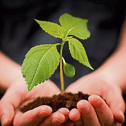 The topic for the Clonmel Horticultural Society meeting is Special Plants for your Garden