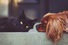 National Animal Week is set to be a landmark occasion