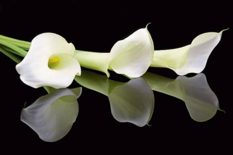 Deaths in Tipperary - Wednesday, November 21, 2018