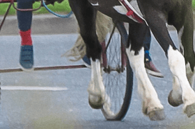 Tipperary TD Mattie McGrath calls for strict laws to prohibit sulky-racing