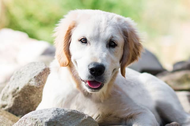 Nearly 200 dogs ended up in Laois dog pound in 2018
