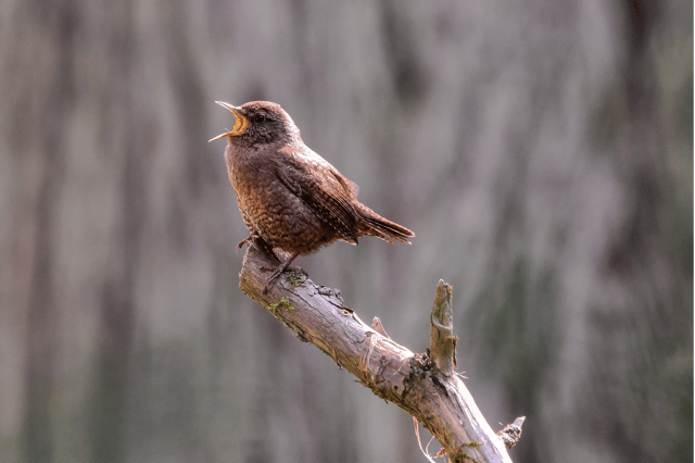 The wren, the wren, the king of all birds.
