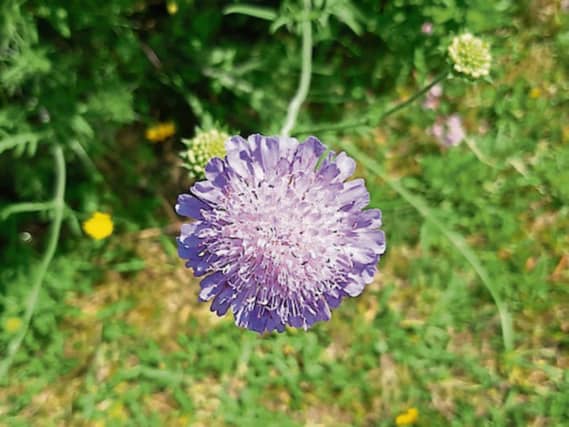 Field scabious - a beautiful lilac wildflower. Picture: Nuala Madigan