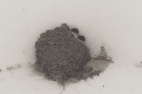 A House Martin nest, photographed at a safe distance so as not to disturb the birds