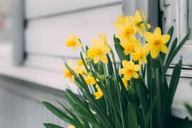 People are requested to give generously to Daffodil Day collections on this Friday
