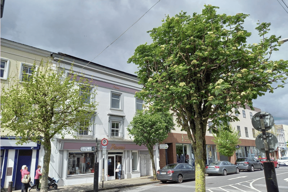 The trees in O’Connell Street, Clonmel are due to be removed as part of a town redevelopment plan