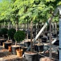 Mimosa trees