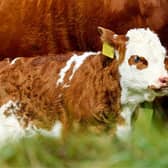 Autumn is calving less prevalent, but has its advantages