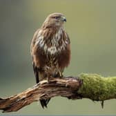 Three common buzzards were injured or killed in county Kilkenny between 2007 and 2019 Picture: NPWS report