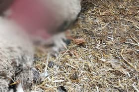A sheep that was attacked by a dog in Tipperary