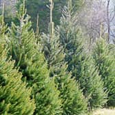 Tipperary forestry owners are being urged to enter RDS awards