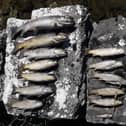 Salmon and trout killed on the Ollatrim River