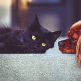 Tipperary pets looking forward to Christmas