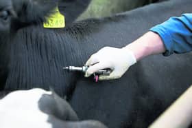 TB causes many problems for farmers