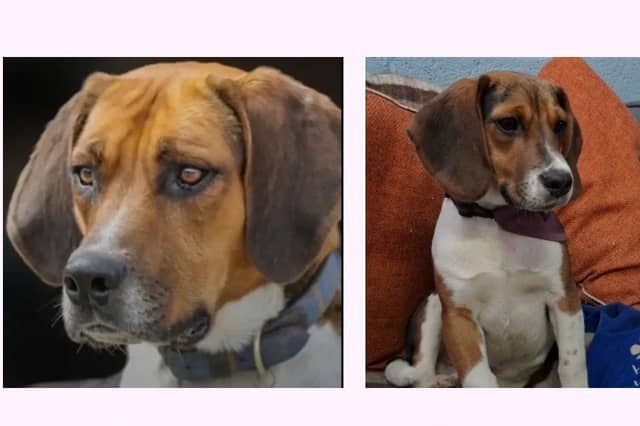 Walk organised to raise awareness for missing dogs