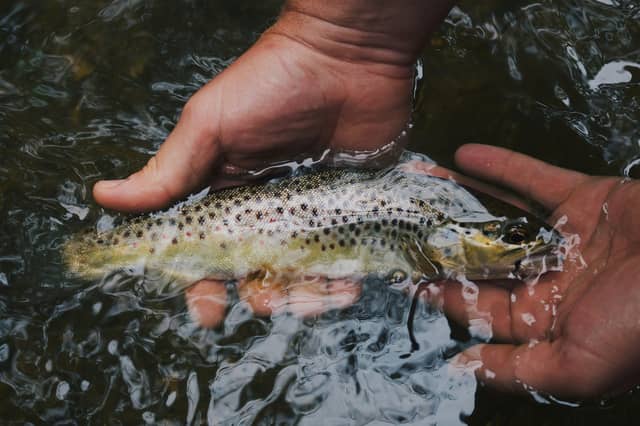 Trout Stock Image.
