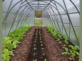 Photo of one of the polytunnels in Knockanrawley resource centre last year.