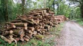 Some of the native oak trees that were felled at Drumwood, Rossmore