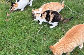 The Cashel feral Cat Project is a volunteer group led by Michelle O'Dwyer and Angie NiCraith