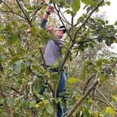 The Applefest  tree care event