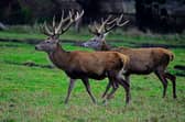 Almost 10,000 deer were culled in last year in Tipperary, the highest number in the country outside of Wicklow