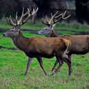 Almost 10,000 deer were culled in last year in Tipperary, the highest number in the country outside of Wicklow