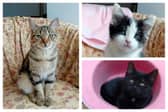 Photo: Roscrea SPCA