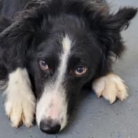 Community-led initiative needed to create a dog park in Clonmel