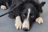 Cllr Richie Molloy says an area in Clonmel is needed where people could let their dogs off the leash to run, play and socialise with other dogs