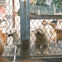 Tipperary animal rescue group calls for tighter controls on large-scale dog breeding