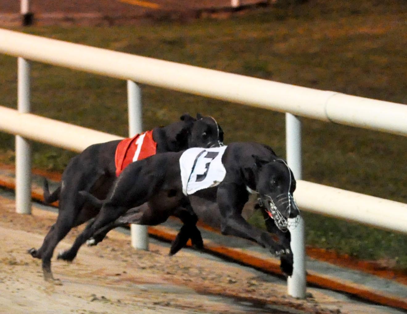 Support For Tipperary Trained Susie Sapphire Ahead Of Irish Greyhound Derby Final Tipperary Live