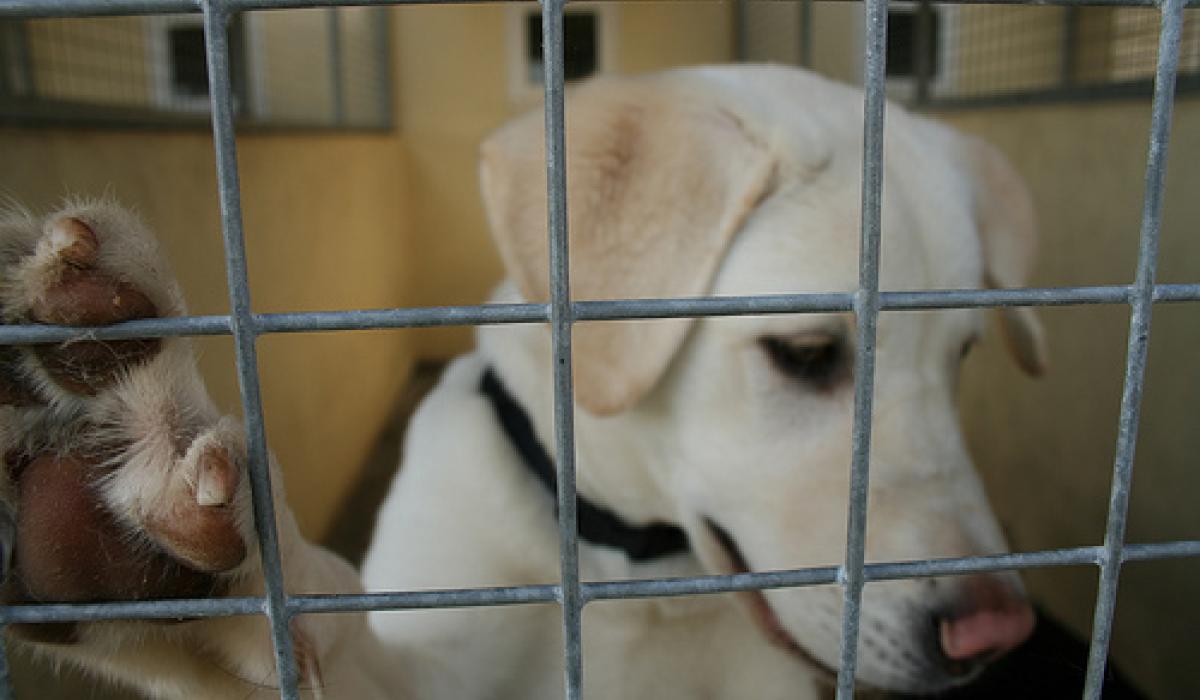 Grants for Tipperary animal welfare projects this Christmas Tipperary