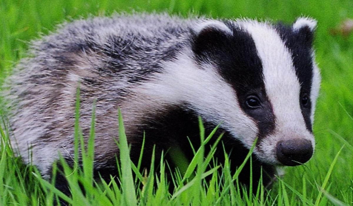 Pet hates Badgers can't be kept as pets by Tipperary council housing