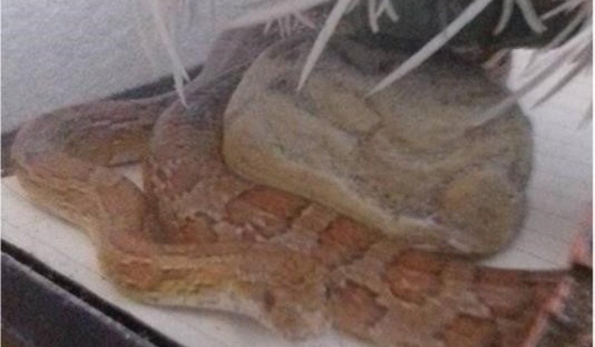 ISPCA rescue escaped corn snake in Tipperary Tipperary Live