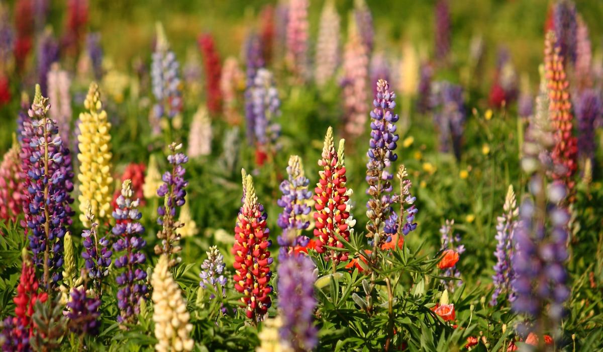 Gardening with James Vaughan: Time to plant perennial flowers ...