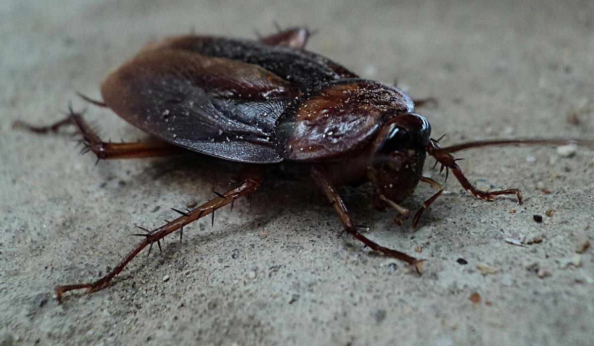 Warning issued to Tipperary public over threat of cockroaches during